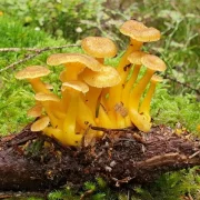 Trompetenpfifferlinge
