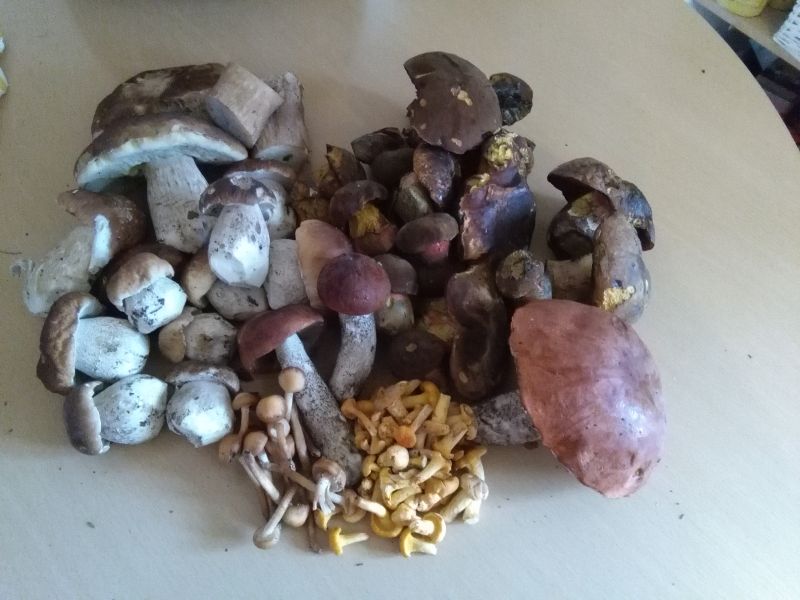 Gemischte Pilze
