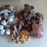 Gemischte Pilze