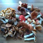 Gemischte Pilze