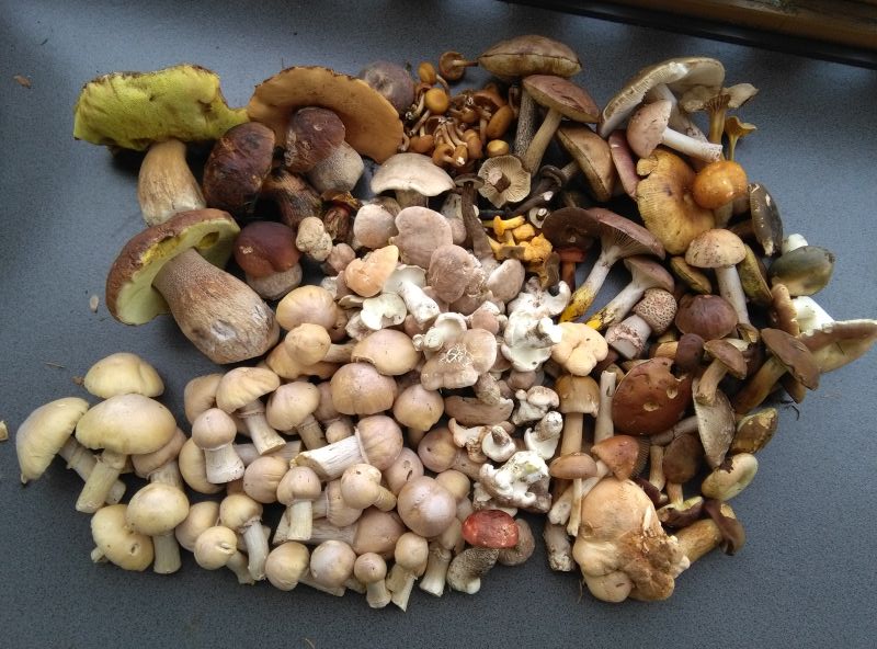 Gemischte Pilze