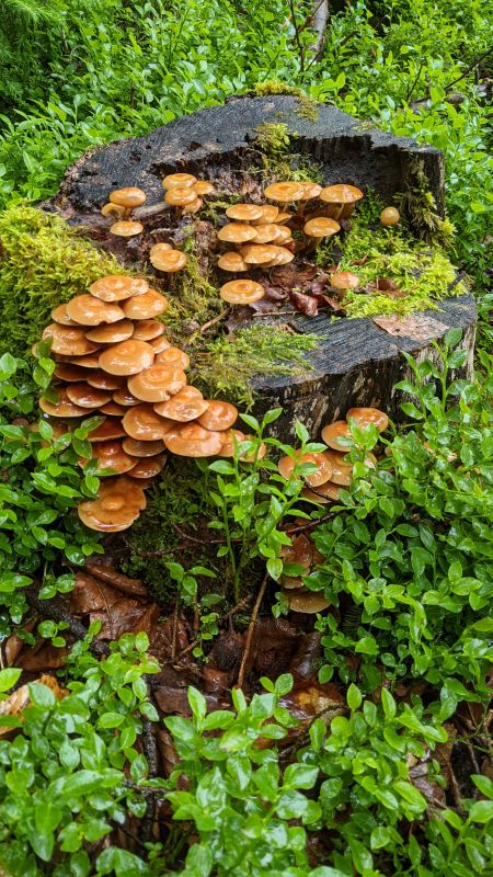 Stockschwammerl