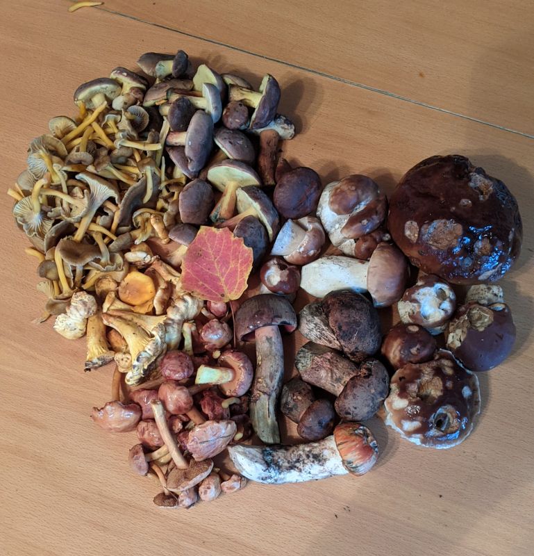 Gemischte Pilze