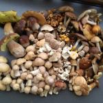 Gemischte Pilze