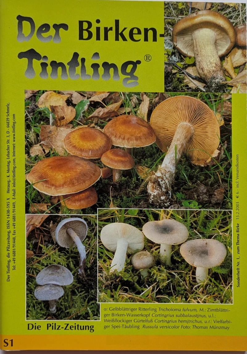 Der Birkentintling