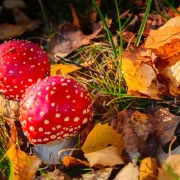 Parasol, Maronen, Pfifferlinge, Steinpilz, Goldröhrling, Rotkappe