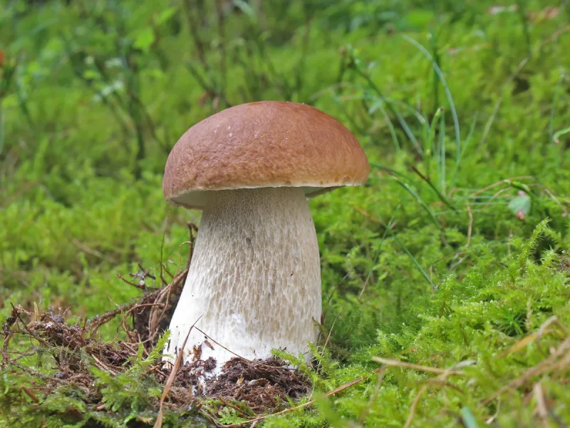 Parasol, Maronen, Pfifferlinge, Steinpilz, Goldröhrling, Rotkappe