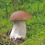 Parasol, Maronen, Pfifferlinge, Steinpilz, Goldröhrling, Rotkappe