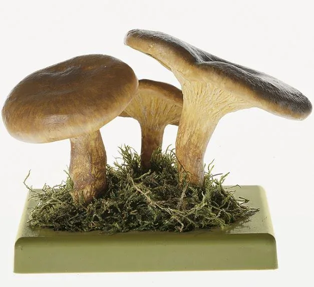 Somso - Kahler Krempling