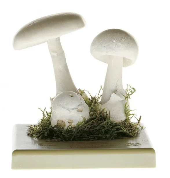 Somso - Frühlings-Knollenblätterpilz