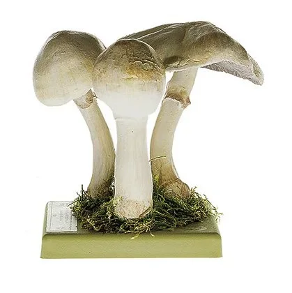 Somso - Dünnfleischiger Anischampignon