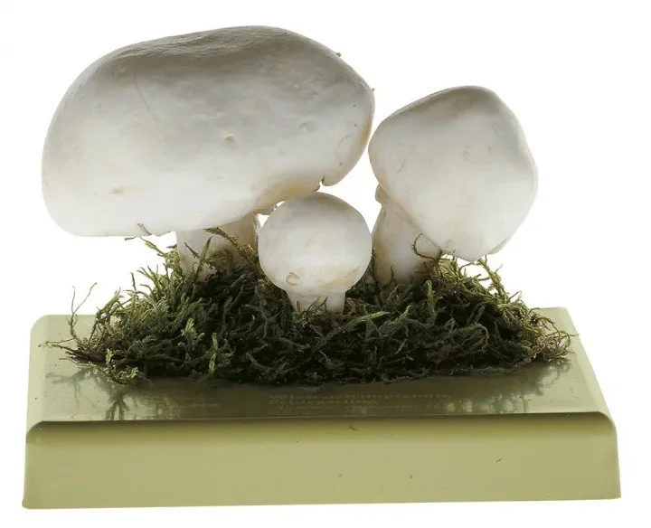 Somso - Wiesenchampignon, Feldegerling