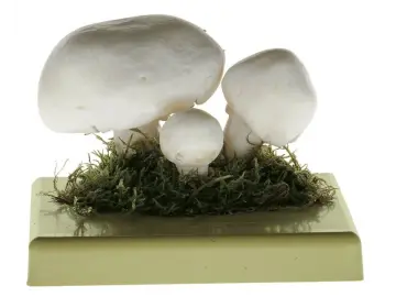 Somso - Wiesenchampignon, Feldegerling