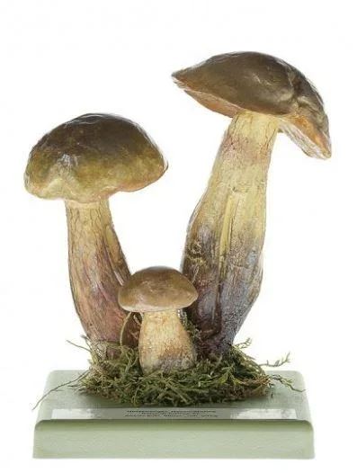 Somso - Netzstieliger Hexenröhrling