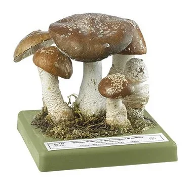 Somso - Gedrungener Wulstling