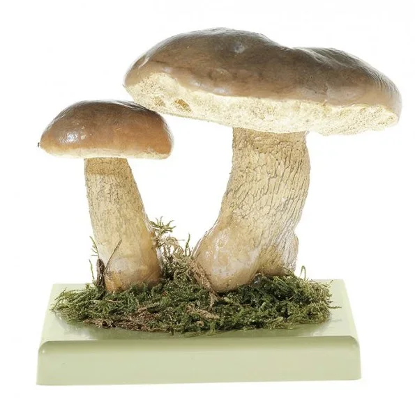 Somso - Gallenröhrling